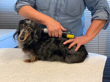 Introducing Low Intensity Laser for animals.